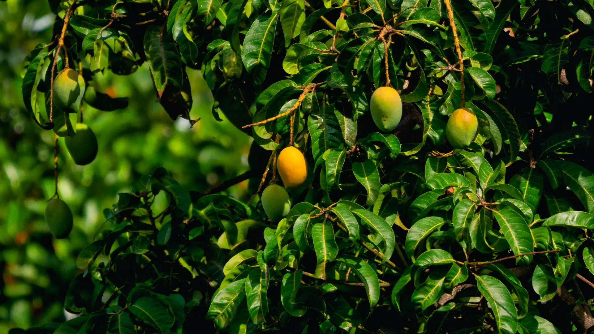 Mango on tree